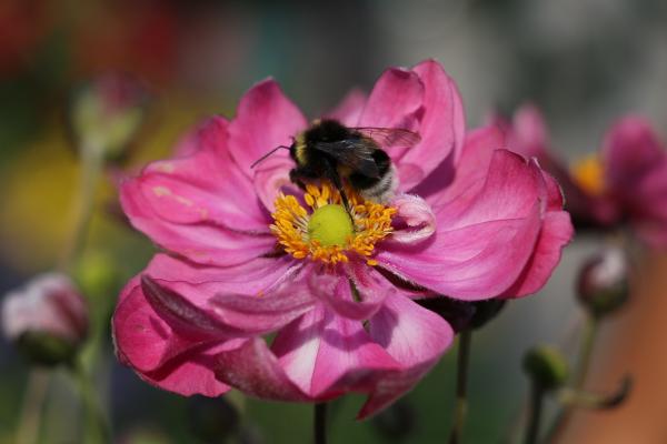 bellaflora-Gartentrendstudie 2023:
4,2 Stunden pro Tag für Entspannung, Freunde und Pflanzen selber ziehen